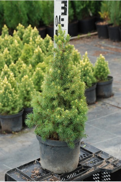 Picea Conica Maigold С3 30-40 см