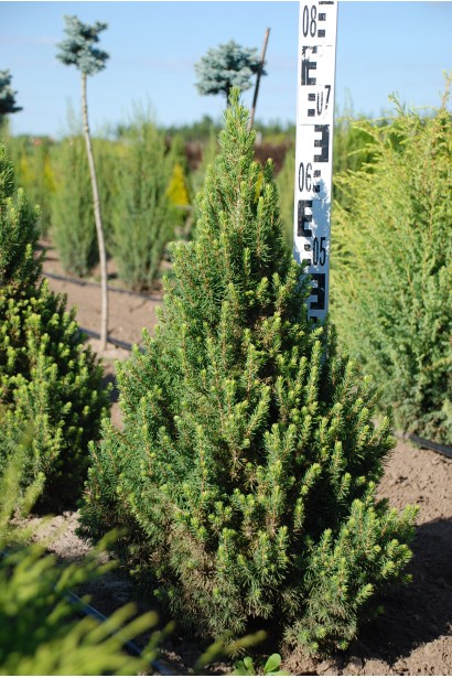 Ель Коника Майголд в поле 55-75 см