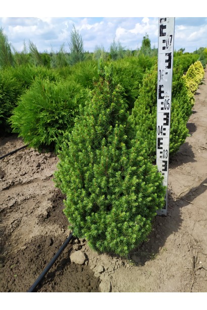 Ель канадская Коника Майголд в поле 60-70 см