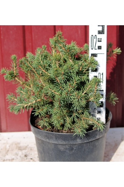 Ялина звичайна Максвел саджанець 20-25 см