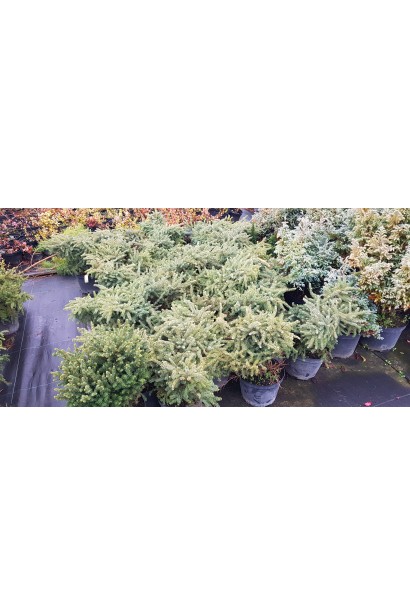 Саженцы ели черной Нана в садовом центре.