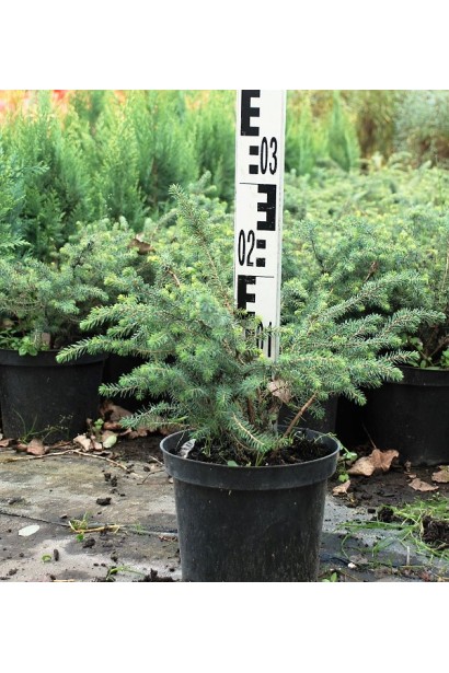Ель черная Нана в горшке 5 л