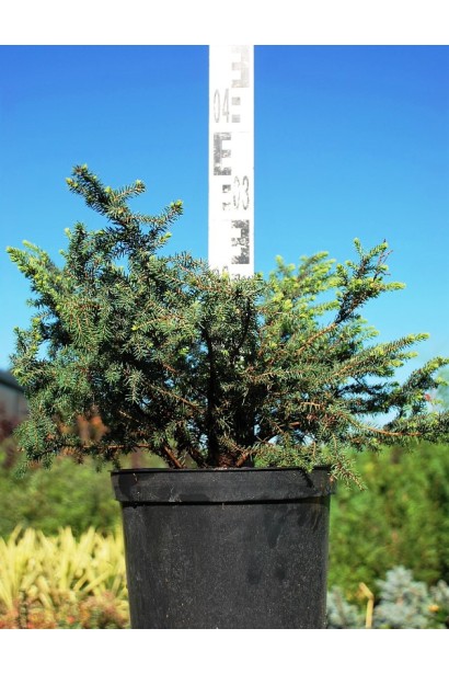 Ель карликовая Нана в горшке