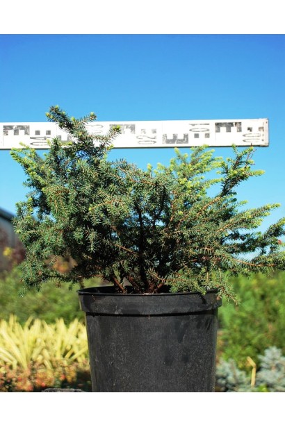 Ель черная Нана саженец