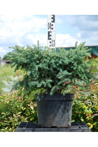 Ель черная Нана контейнер 5 л высота 30-35 см