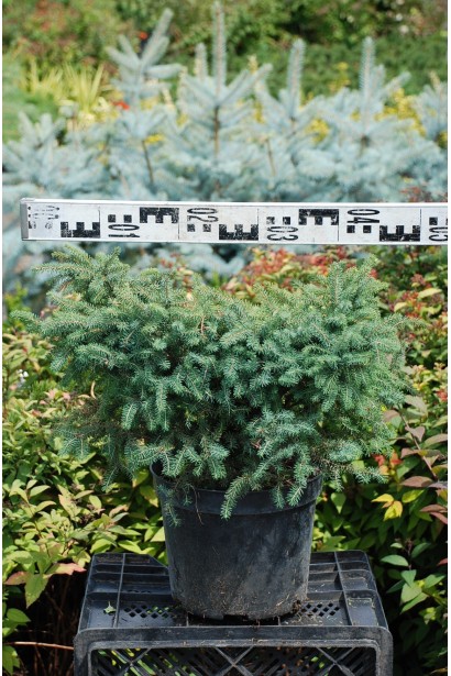 Ель черная Нана контейнер 5 л диаметр 45-50 см