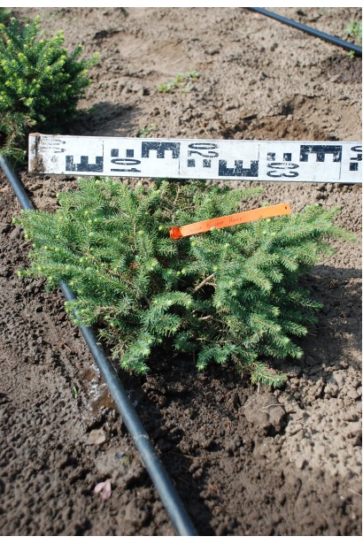 Ель черная Нана в поле диаметр 35-40 см