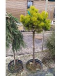 Сосна горная Офир | Сосна гірська Офір | Pinus mugo Ophir