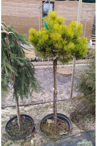 Сосна гірська Офір на штамбі