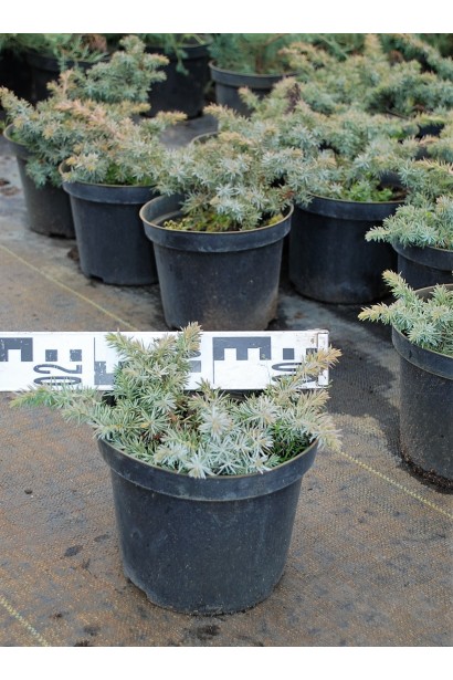 Можжевельник береговой Сильвер Мост - горшок 3 л, диаметр 15-20 см