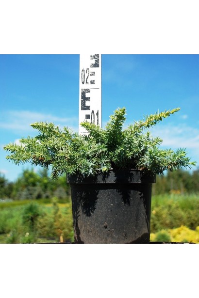 Можжевельник Сильвер Мост - саженец в контейнере 5 л, высота 5-10 см