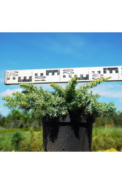 Можжевельник Сильвер Мост - саженец в контейнере 5 л, диаметр 30-40 см