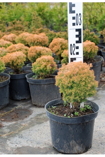 Туя західна Анніэк - 3-5л/20см/Ø15см