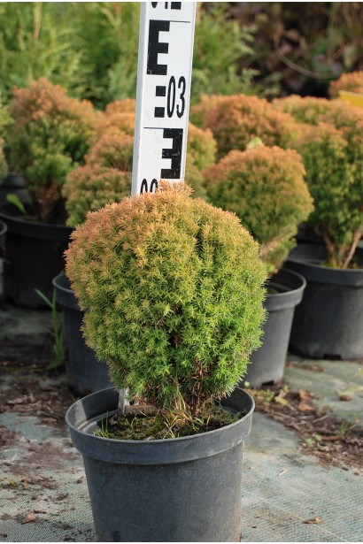 Саджанець туї Анніэк® для декоративного саду.