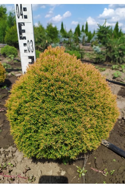Thuja occidentalis Anniek ®