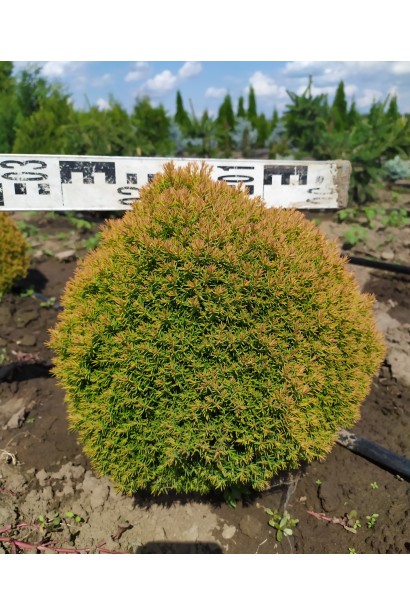 Туя західна Анніэк в розсаднику проксіма