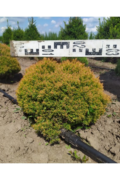 Туя західна Анніэк