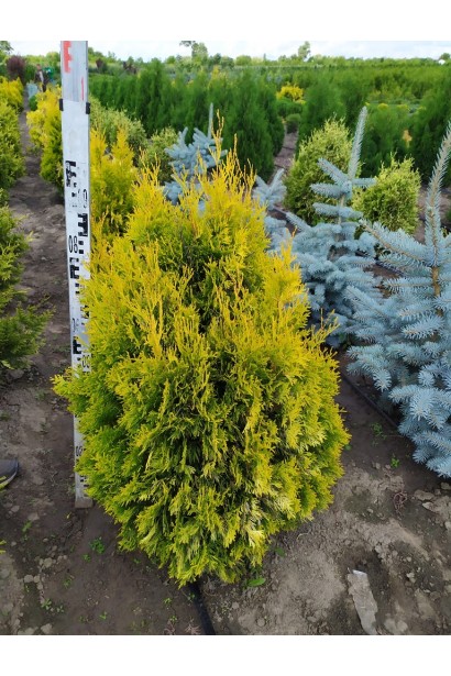 Туя західна Янтар - ком/100см/70-80см