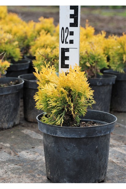 Туя західна Янтар - 3л/15см/10см