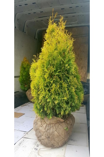 Туя Янтар з комом землі(Джут+Сітка)