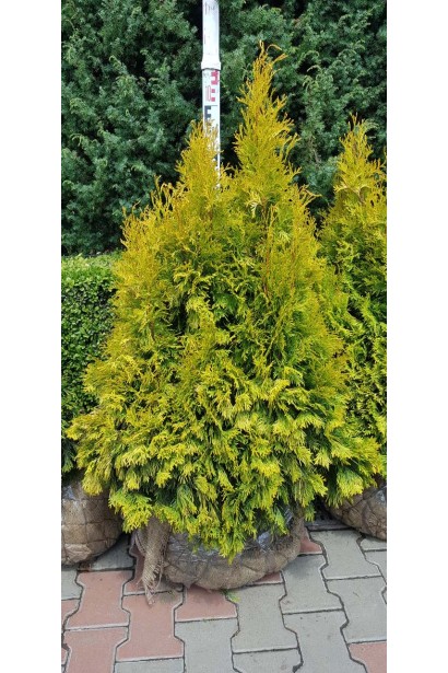Сорт туї Янтар ® із стійкістю до вітру та морозів.