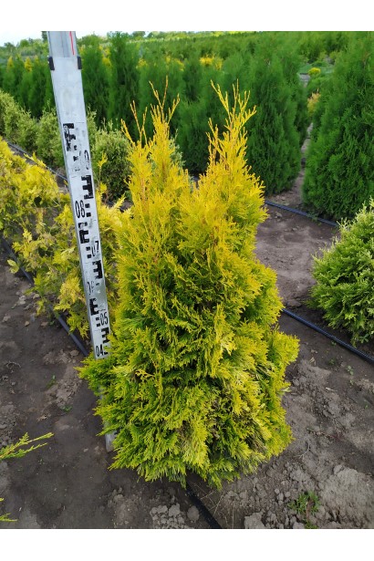 Туя західна Янтар в розсаднику