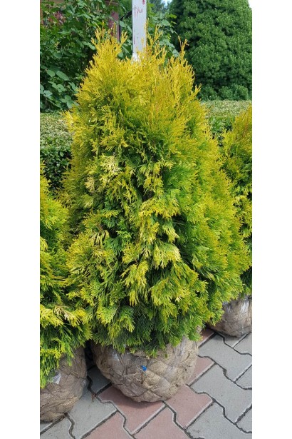 Туя Янтар з комом землі(Джут+Сітка)