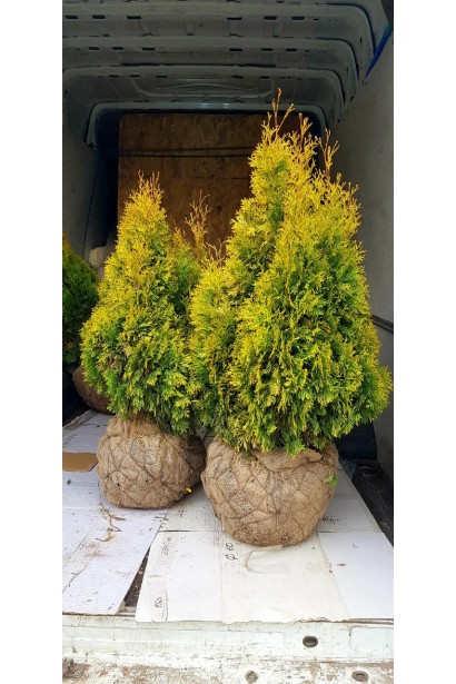 Туя Янтар з комом землі(Джут+Сітка)