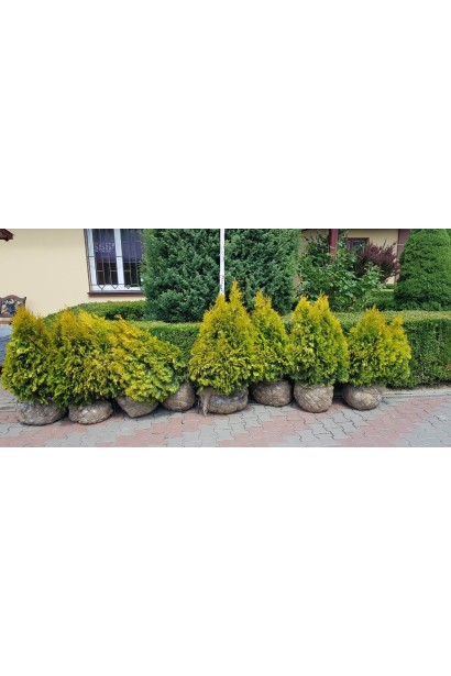 Туя західна Янтар