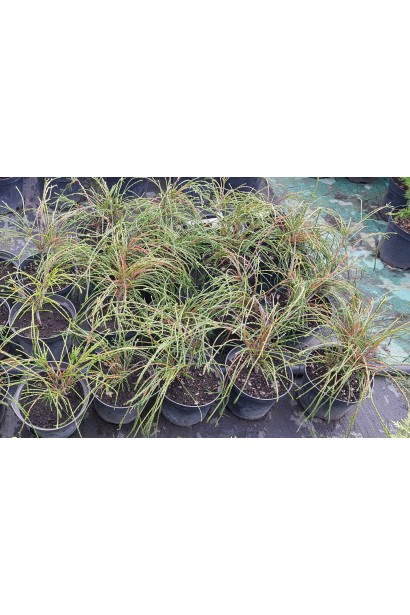 Туя складчаста Віпкорд / Thuja plicata Whipcord