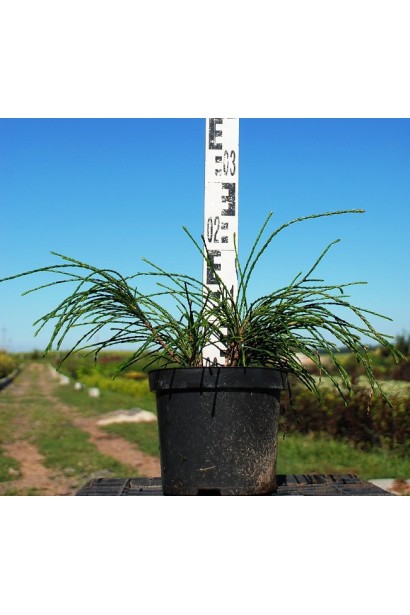 Туя складчаста Віпкорд - 3л/15-20см/30-40см