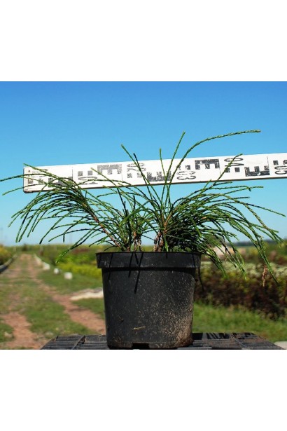 Туя складчаста Віпкорд - 3л/15-20см/30-40см