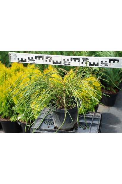 Карликовий сорт туї Віпкорд для затишних садових куточків.