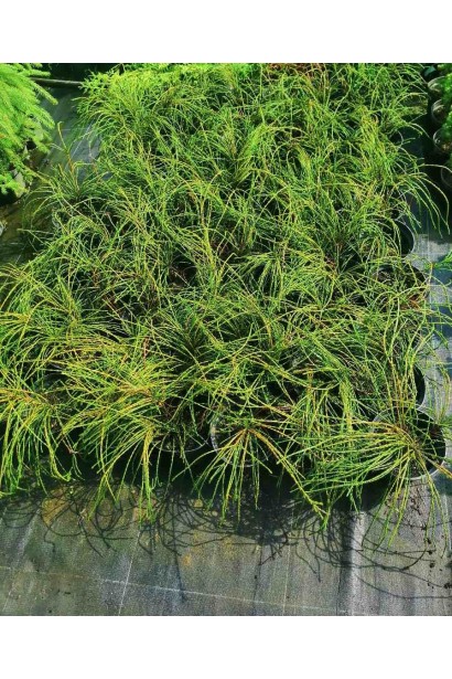 Туя Віпкорд/Whipcord