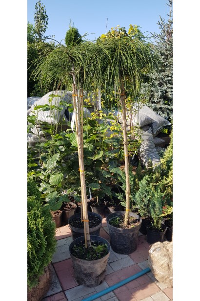 Туя складчаста Віпкорд на штамбі