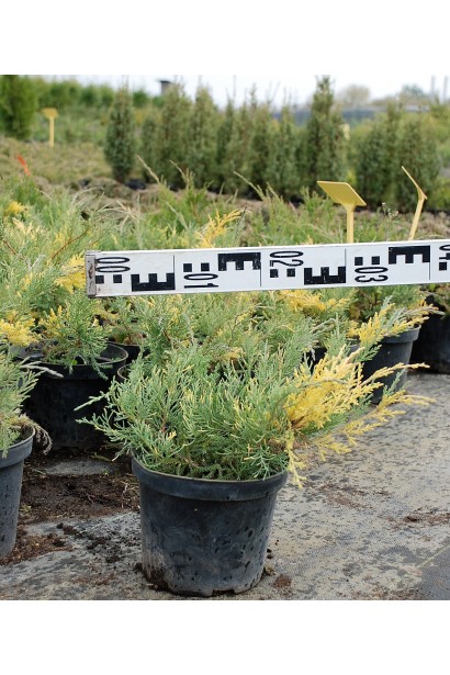 Можжевельник средний Блю энд Голд диаметр 20-30 см