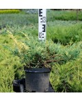Ялівець середній Блю енд Голд | Можжевельник средний Блю энд Голд | Juniperus рfitzeriana Blue and Gold