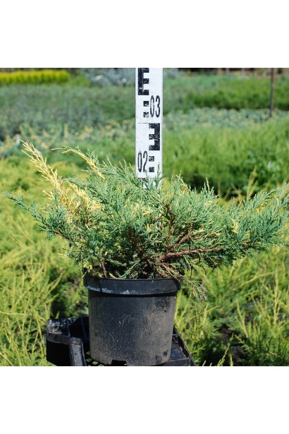 Можжевельник пфитцериана Блю энд Голд высота 15-20 см
