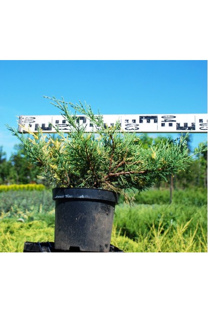 Можжевельник средний Блю энд Голд в контейнере 3 л, диаметр 35-45 см