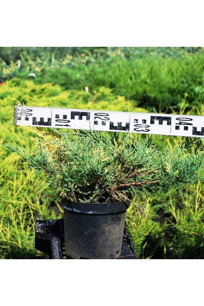 Можжевельник средний Блю энд Голд диаметр 40-50 см