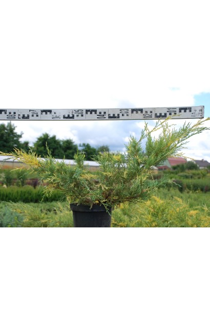 Можжевельник средний Блю энд Голд - 5л/вис.40-50см/Ø50-80см