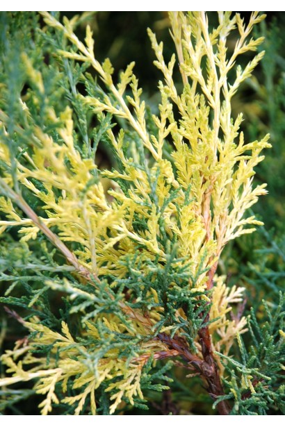 Можжевельник вариегатный Блю энд Голд