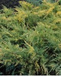 Ялівець середній Блю енд Голд | Можжевельник средний Блю энд Голд | Juniperus рfitzeriana Blue and Gold