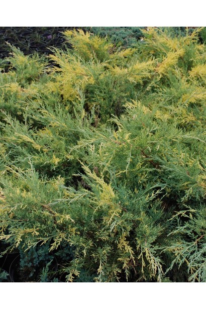 Можжевельник средний / пфитцериана Блю энд Голд