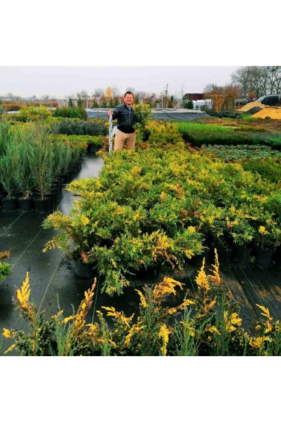 Можжевельник средний Блю энд Голд - 5л/вис.40-50см/Ø50-80см