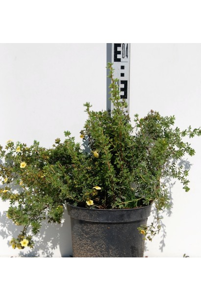 Лапчатка кустарниковая Дейдаун в горшке 3 л 20-30 см