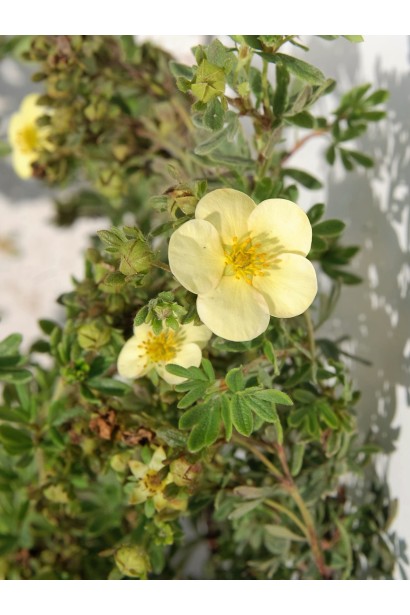 Potentilla fruticosa Daydawn