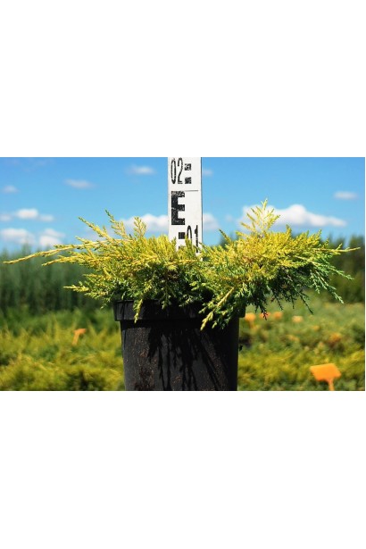 Можжевельник средний Голдкиссен контейнер