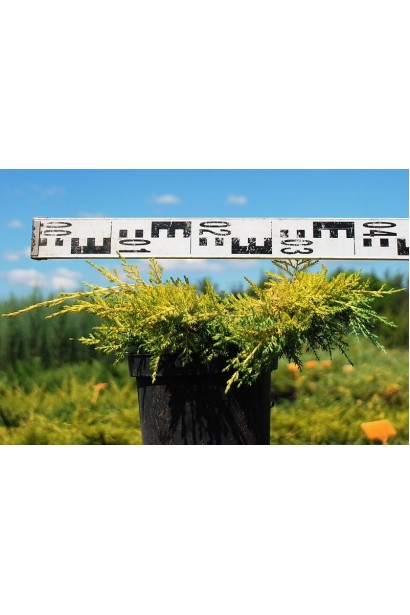 Juniperus pfitzeriana Goldkissen / Gold Kissen