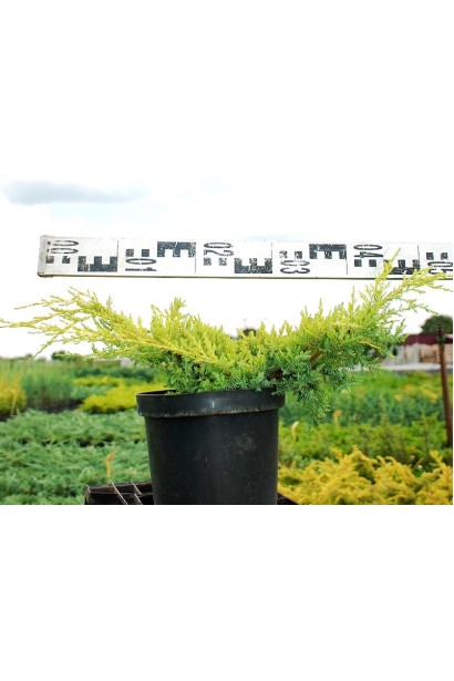 Можжевельник средний Голдкиссен контейнер 3л